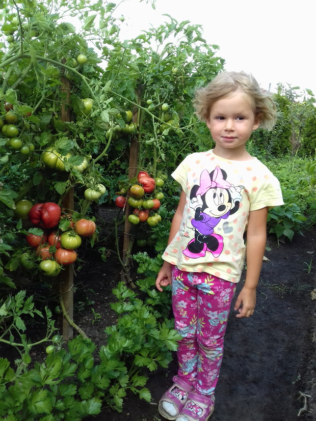 Nasze pomidory. Co roku sama wysiewam i sadzę do ogrodu.