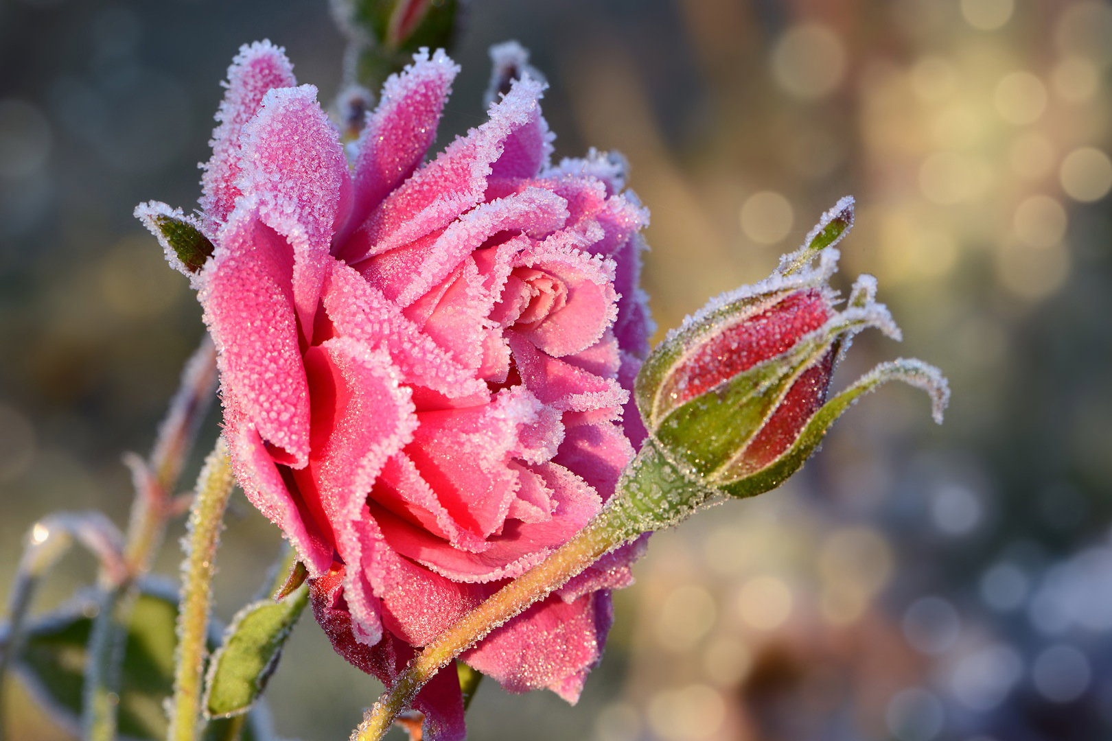 Nawet na przełomie października i listopada mogą pojawić się pierwsze przymrozki, ścinające nadal żywe i piękne kwiaty róż (zdj.: Fotolia.com)