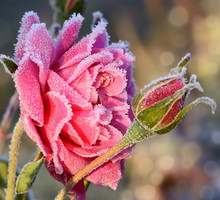 Nawet na przełomie października i listopada mogą pojawić się pierwsze przymrozki, ścinające nadal żywe i piękne kwiaty róż (zdj.: Fotolia.com)