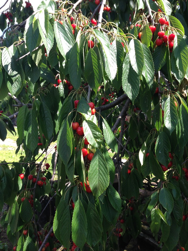 Nie wyobrażam sobie ogrodu bez słodkich czereśni.