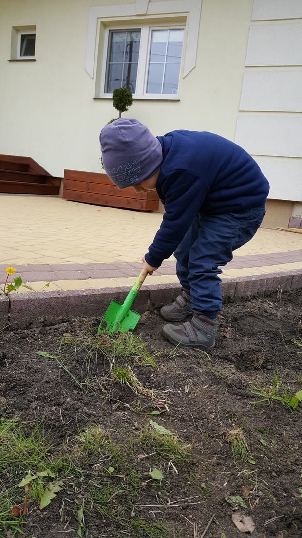 Niestety w tym roku przemarzły nam wszystkie (ok 90 szt.) lawendy i musieliśmy posadzić nowe sadzonki. Tomuś jak zwykle pierwszy :)