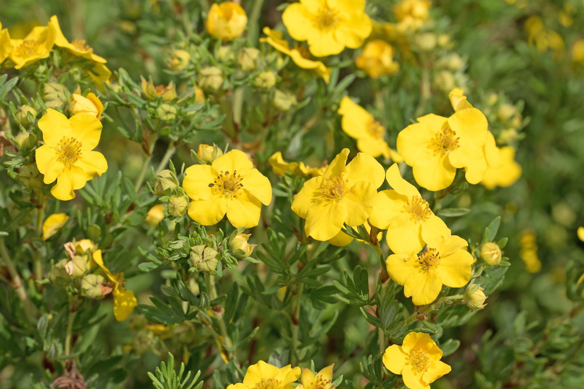 Obficie kwitnący pięciornik krzewiasty (Potentilla fruticosa) jest dużym krzewem, nadającym się roślinę okrywową (zdj.: Fotolia.com)