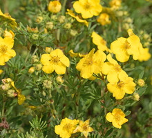 Obficie kwitnący pięciornik krzewiasty (Potentilla fruticosa) jest dużym krzewem, nadającym się roślinę okrywową (zdj.: Fotolia.com)
