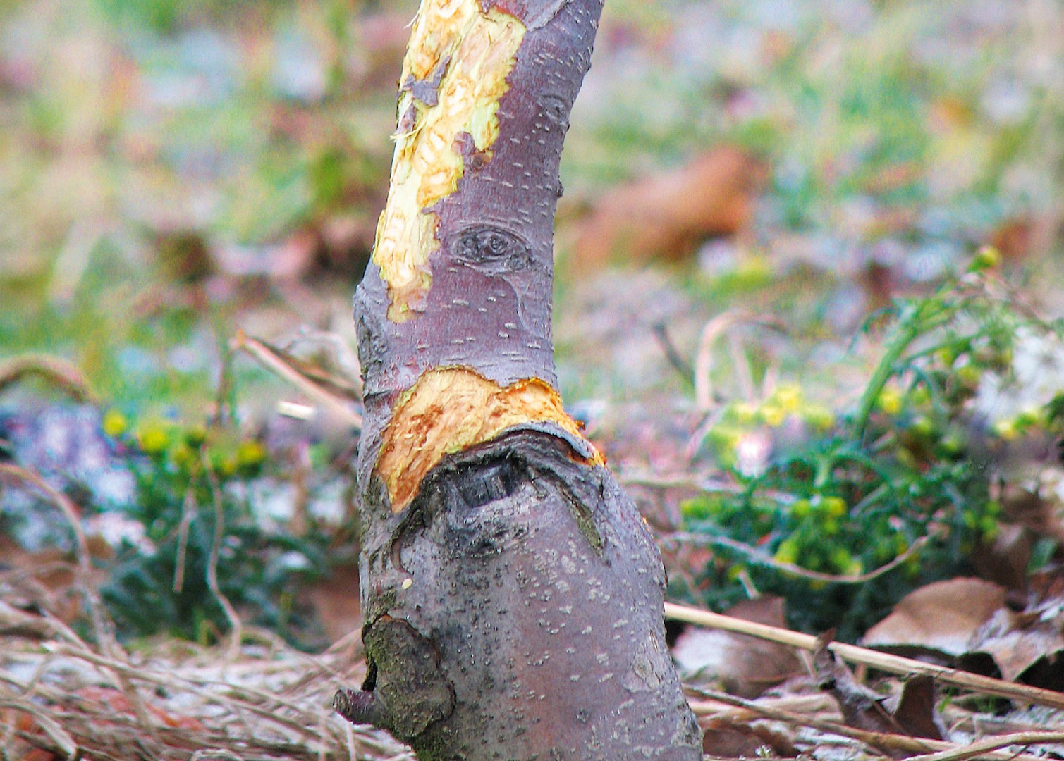 Obgryzione przez zwierzęta drzewa i krzewy są znacznie bardziej podatne na choroby oraz ataki innych szkodników.
