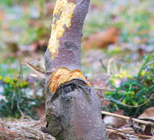 Obgryzione przez zwierzęta drzewa i krzewy są znacznie bardziej podatne na choroby oraz ataki innych szkodników.