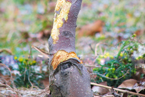 Obgryzione przez zwierzęta drzewa i krzewy są znacznie bardziej podatne na choroby oraz ataki innych szkodników.