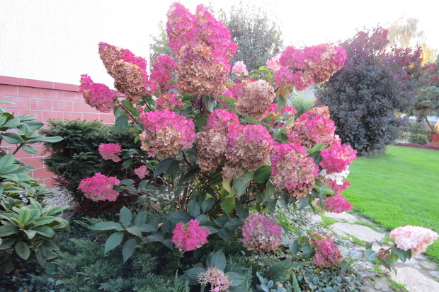 Od kremowobiałej do złotobrązowej. Dzisiaj jest czerwonobrązowa