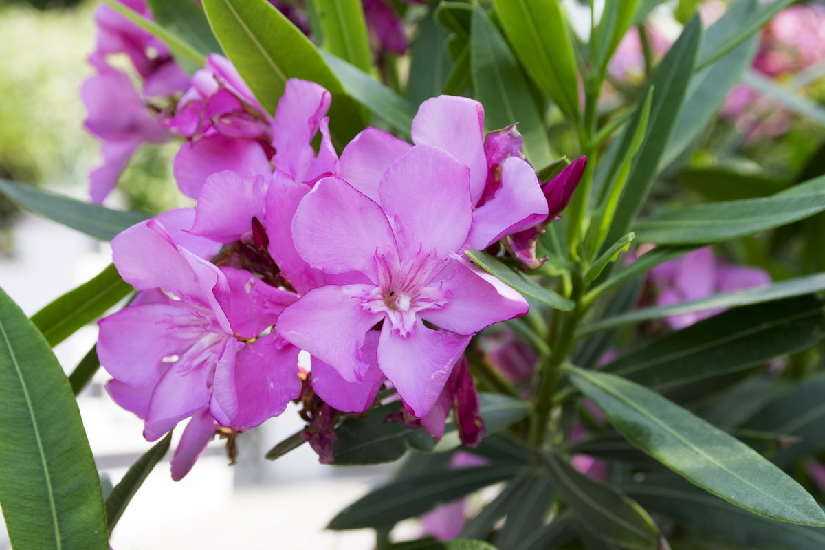 Oleander pospolity nerium oleander najlepiej rozwija się, stojąc w wodzie, roślina ta w naturalnych warunkach rośnie blisko rzek i zbiorników wodnych. (zdj.: Adobe Stock)
