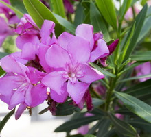 Oleander pospolity nerium oleander najlepiej rozwija się, stojąc w wodzie, roślina ta w naturalnych warunkach rośnie blisko rzek i zbiorników wodnych. (zdj.: Adobe Stock)