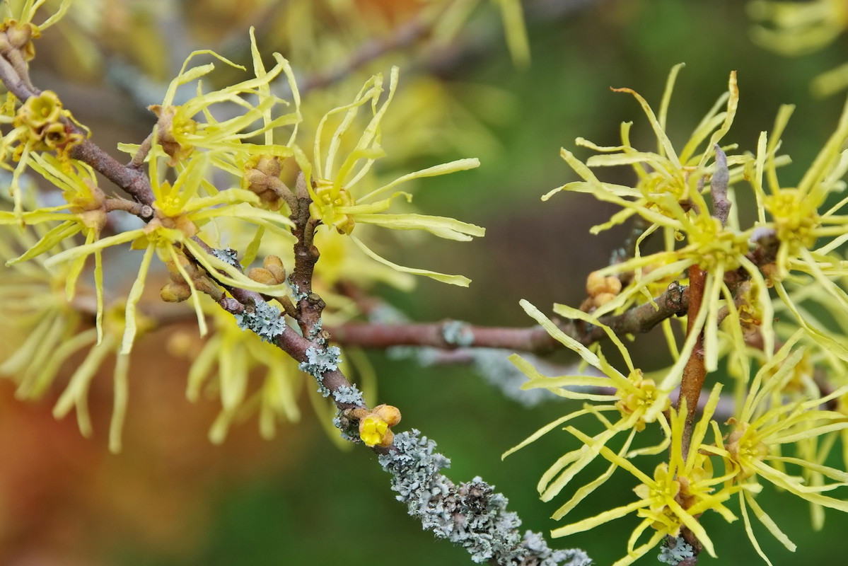 Ostrożnie przy doborze roślin rosnących w bliskim towarzystwie oczarów. Krzewy te posiadają delikatny system korzeniowy, który przegrywa konkurencję o składniki odżywcze z roślinami o bardziej ekspansywnych korzeniach. (zdj.: Adobe Stock)