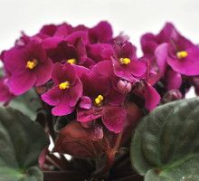 Ostrożnie z podlewaniem liści wodą! Nawet zimą słońce może wypalić plamy w liściach (zdj.: Adobe Stock)