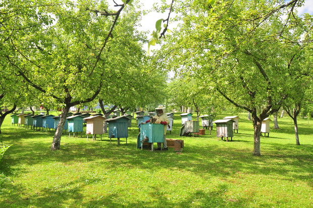 Pasieka to moja i dziadka pasja...