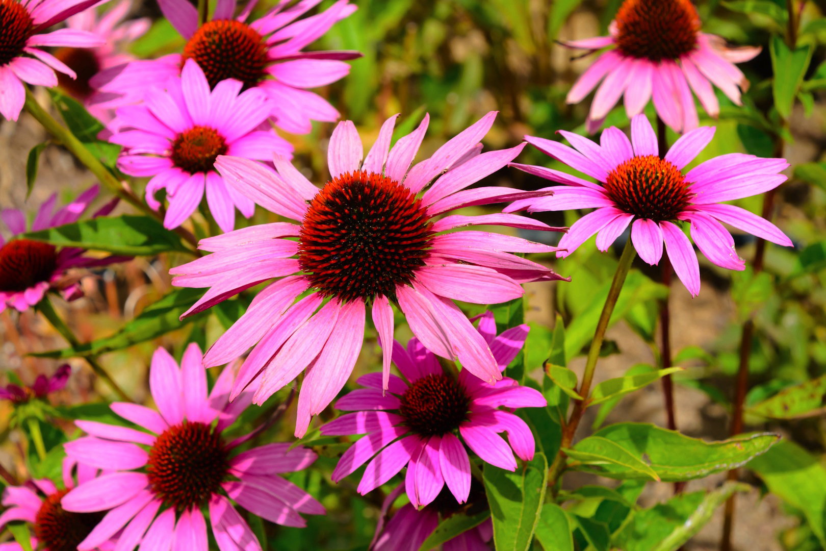 Pędy jeżówki purpurowej Echinacea purpurea osiągają do metra długości, przez co roślina ta stworzona jest do stanowienia tła na rabacie  (zdj.: Shutterstock.com)