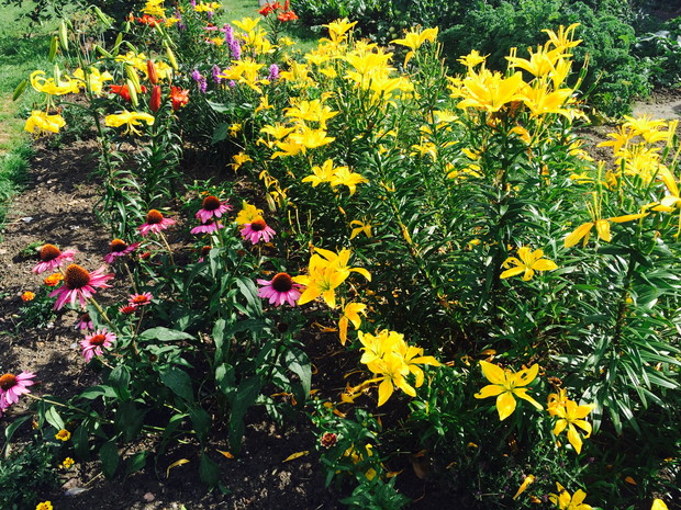 piękne kwiaty, to obowiązkowe miejsce w ogrodzie
