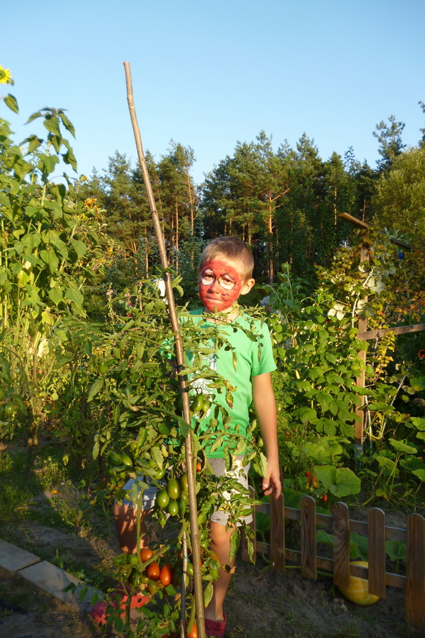 plantator pomidorów