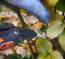 Planując cięcie, upewnijmy się, z jaką dokładnie odmianą powojnika mamy do czynienia. Nieodpowiednie cięcie lub jego zły czas może bowiem wyrządzić roślinie dużą szkodę (zdj.: Adobe Stock)