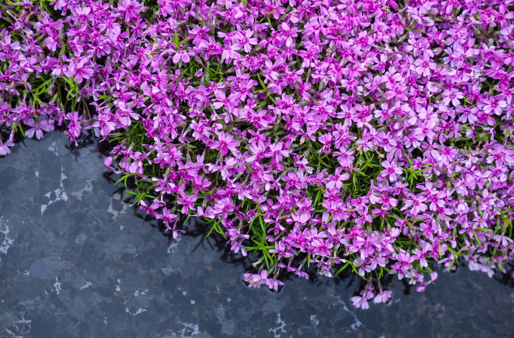 Płomyk szydlasty Phlox subulata (zdj.: Fotolia.com)