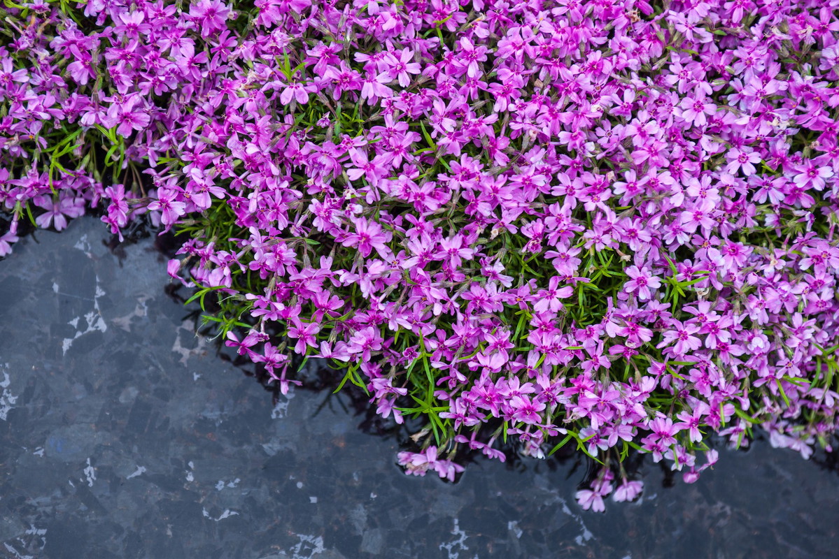 Płomyk szydlasty Phlox subulata (zdj.: Fotolia.com)
