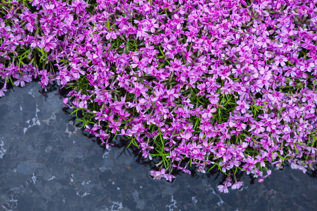 Płomyk szydlasty Phlox subulata (zdj.: Fotolia.com)