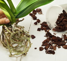 Podstawowe zabiegi pielęgnacyjne znacznie zmniejszają ryzyko ataku chorób oraz szkodników. (zdj.: Adobe Stock)