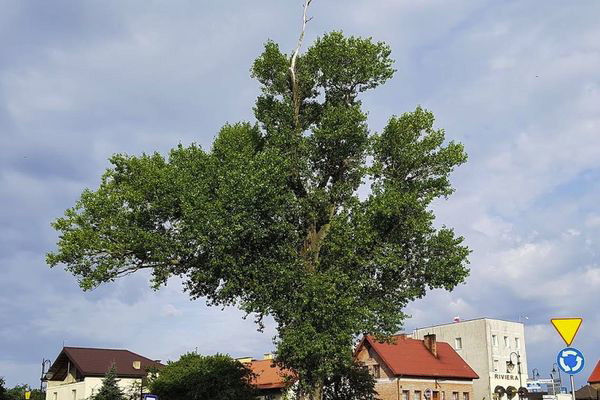 Polskę w tym edycji 2018 konkursu reprezentuje ponad 220 letnia Topla Helena (topola czarna populus nigra) z Hela w województwie Pomorskim.