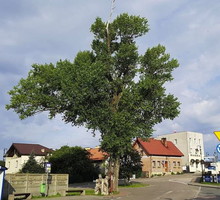 Polskę w tym edycji 2018 konkursu reprezentuje ponad 220 letnia Topla Helena (topola czarna populus nigra) z Hela w województwie Pomorskim.