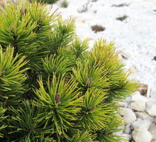 Popularniejszą nazwą sosny górskiej (Pinus mugo) jest kosodrzewina (zdj.: Fotolia.com)