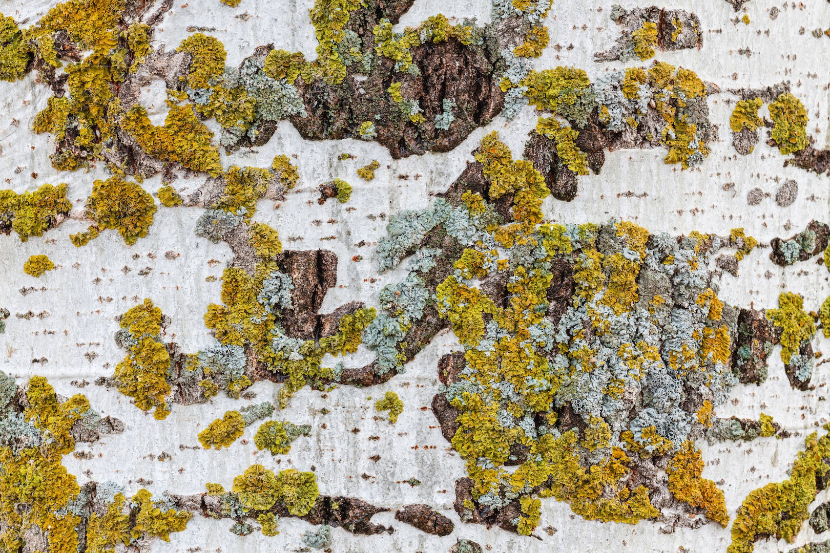 Porosty pojawiają się wyłącznie w miejscach o odpowiednio czystym powietrzu (zdj.: Shutterstock.com)