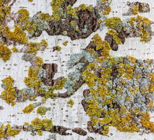 Porosty pojawiają się wyłącznie w miejscach o odpowiednio czystym powietrzu (zdj.: Shutterstock.com)