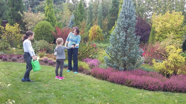 Powiększamy rabatę wrzosową. Jeszcze trzeba dosadzić kilka bylin
