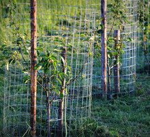 Prócz siatek oraz tkanin chroniących drzewa przed obgryzaniem, warto również zaopatrzyć się w repelenty - środki odstraszające szkodniki zapachem (zdj.: Shutterstock.com)
