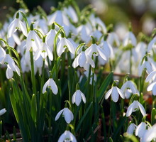 Przebiśniegi świadczą nie tylko o szybko nadchodzącej wiośnie, są one również świadectwem korzystnych warunków, sprzyjających nawet delikatnym roślinom (zdj.: Adobe Stock)