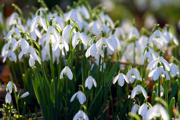 Przebiśniegi świadczą nie tylko o szybko nadchodzącej wiośnie, są one również świadectwem korzystnych warunków, sprzyjających nawet delikatnym roślinom (zdj.: Adobe Stock)