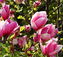 Przy odpowiedniej pielęgnacji kwiaty magnolii powinny pojawić się od 1 do 3 roku po posadzeniu (zdj.: Fotolia.com)