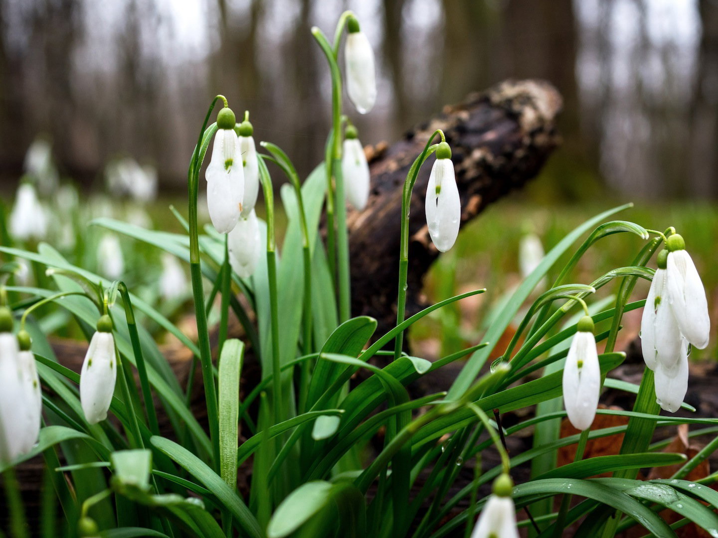 Przypominamy - przebiśniegi zawierają trujące alkaloidy, powodujące utratę przytomności i zwiększenie tętna (zdj.: Adobe Stock)