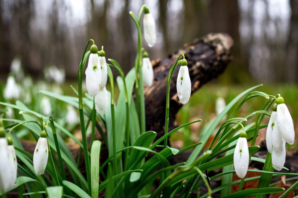 Przypominamy - przebiśniegi zawierają trujące alkaloidy, powodujące utratę przytomności i zwiększenie tętna (zdj.: Adobe Stock)