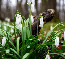 Przypominamy - przebiśniegi zawierają trujące alkaloidy, powodujące utratę przytomności i zwiększenie tętna (zdj.: Adobe Stock)