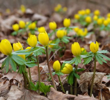Ranniki najbardziej okazale prezentują się w grupach, wyhodowanie kwietnego kobierca złożonego z tych roślin jest jednak czasochłonnymi i niełatwym zadaniem (zdj.: Adobe Stock)