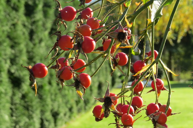 Róże zmieniły kwiaty na równie urokliwe owoce. Nie zrywamy. Zostaną dla ptaków.