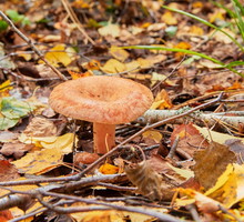 Rydz Lactarius deliciosus uważane są za jedne z najsmaczniejszych grzybów jadalnych powszechnie występujących w polskich lasach (zdj.: Fotolia.com)