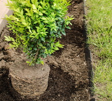 Sadzone jesienią rośliny żywopłotowe już wiosną będą gotowe do ekspansywnego wzrostu (zdj.: Fotolia.com)