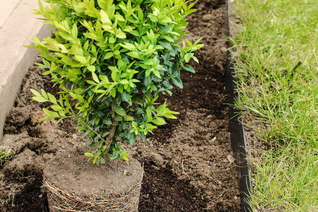 Sadzone jesienią rośliny żywopłotowe już wiosną będą gotowe do ekspansywnego wzrostu (zdj.: Fotolia.com)