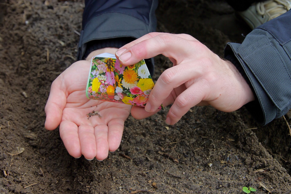 Siejąc nasiona należy stosować się do opisanych na opakowaniu zaleceń - ilości nasion na metr kwadratowy, obfitość pierwszego podlewania etc. (zdj.: Adobe Stock)