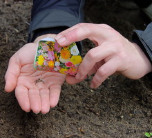 Siejąc nasiona należy stosować się do opisanych na opakowaniu zaleceń - ilości nasion na metr kwadratowy, obfitość pierwszego podlewania etc. (zdj.: Adobe Stock)