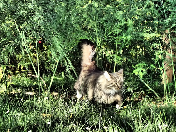 Slalom w szparagach. Czworonożni  wykorzystują ogród na swój sposób