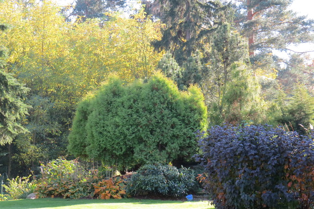 Słońce, nisko już pochylone, wypełnia te roślinne impresje.