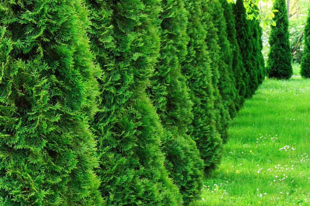 Stworzenie obfitego żywopłotu z tui wymaga wiele pielęgnacji i cierpliwości - tuja potrzebuje nawet do 10 lat by osiągnąć 2,5 metra wysokości (zdj.: Fotolia.com)