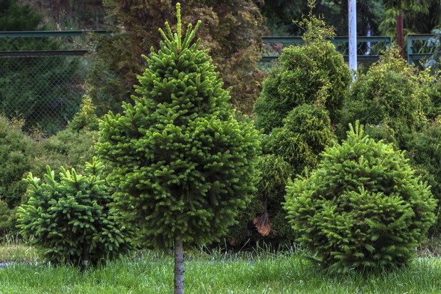Świerk biały Pices glauca w miejscach pochodzenia potrafi osiągać nawet do 30 metrów wysokości, w Polsce większą popularność zdobywają formy niskie, o kulistym lub tradycyjnym pokroju (zdj.: Shutterstock.com)