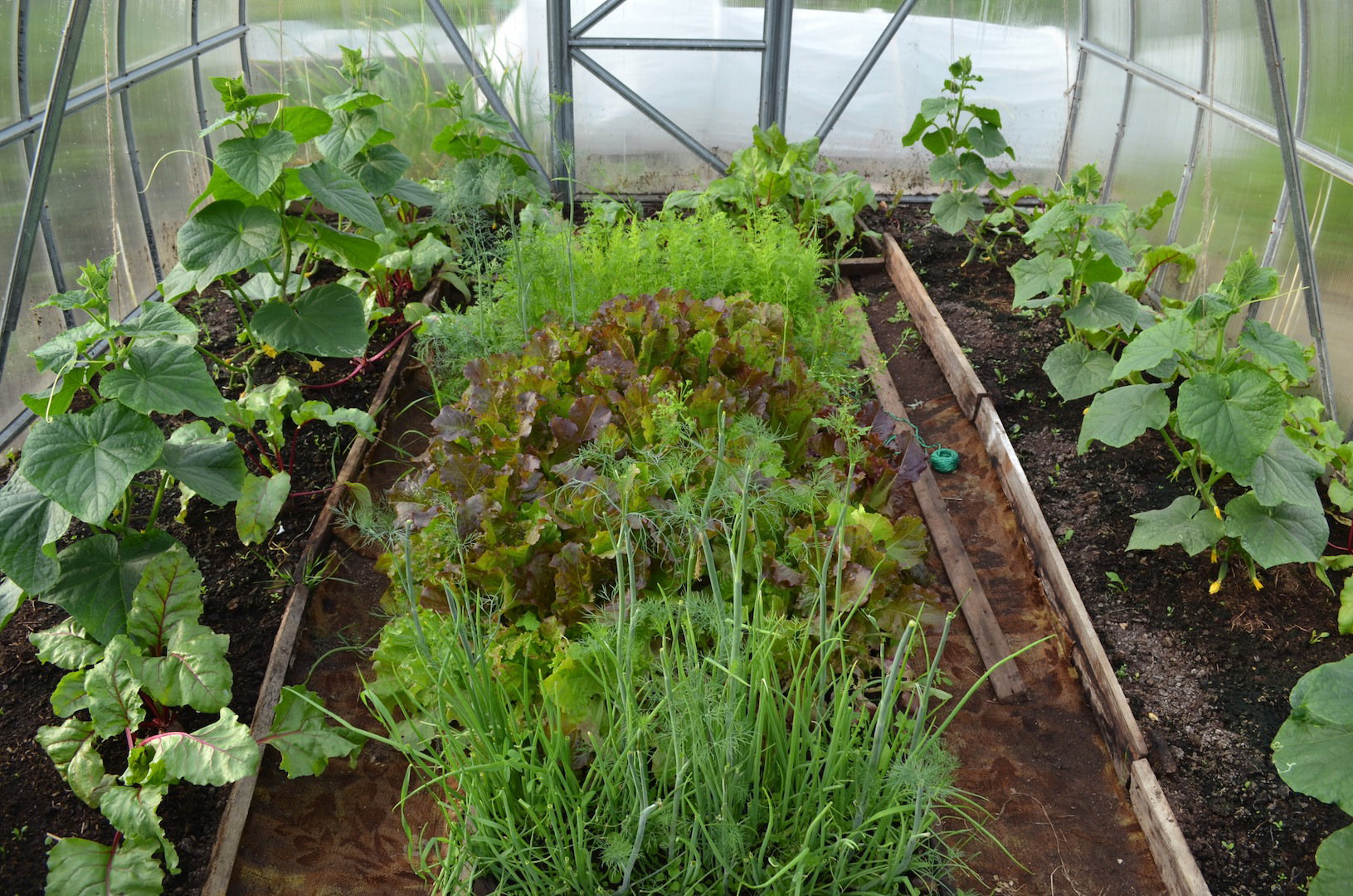 Szklarnia z przemyślanym doborem warzyw to cenne źródło większości potrzebnych w codziennej kuchni warzyw. (zdj.: Adobe Stock)