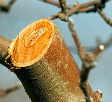 Tnąc drzewa owocowe (w tym przypadku jabłoń), należy zadbać o pozostawienie odpowiedniej ilości krótkopędów, odpowiedzialnych za wydawanie owoców (zdj.: Adobe Stock)